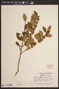 Lyonia lucida image