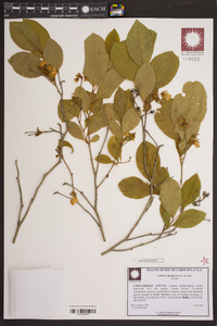 Lyonia mariana image