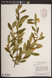 Lyonia mariana image