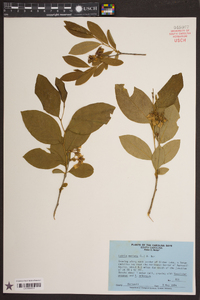 Lyonia mariana image