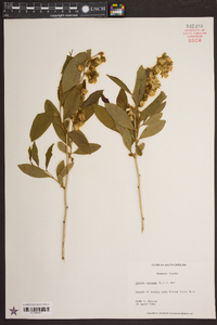 Lyonia mariana image