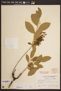 Lyonia mariana image