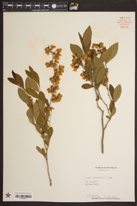 Lyonia mariana image