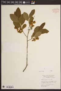 Lyonia mariana image