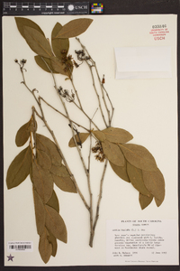 Lyonia mariana image