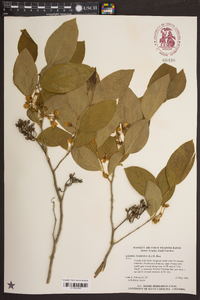 Lyonia mariana image