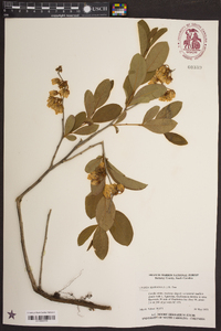 Lyonia mariana image