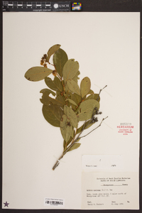 Lyonia mariana image