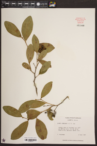 Lyonia mariana image