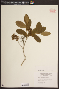 Lyonia mariana image