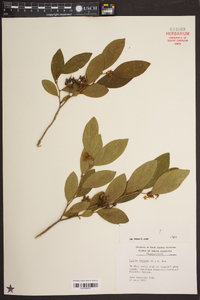 Lyonia mariana image