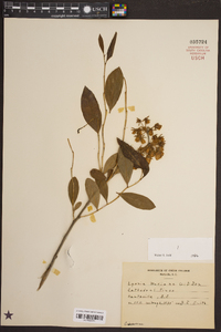 Lyonia mariana image