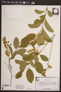 Lyonia mariana image