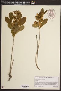 Lyonia mariana image