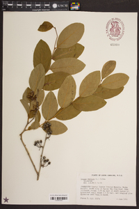 Lyonia mariana image