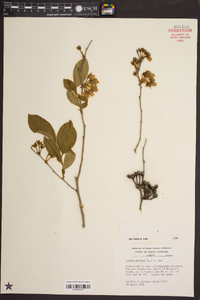 Lyonia mariana image