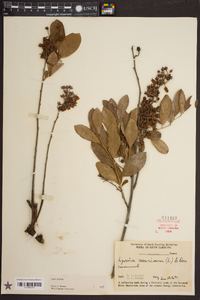 Lyonia mariana image