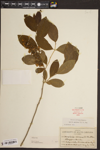 Lyonia mariana image