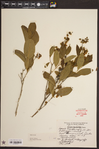 Lyonia mariana image