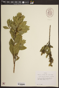 Lyonia fruticosa image