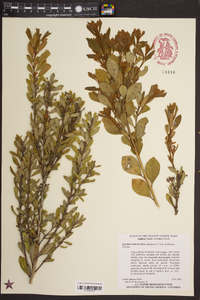 Lyonia fruticosa image