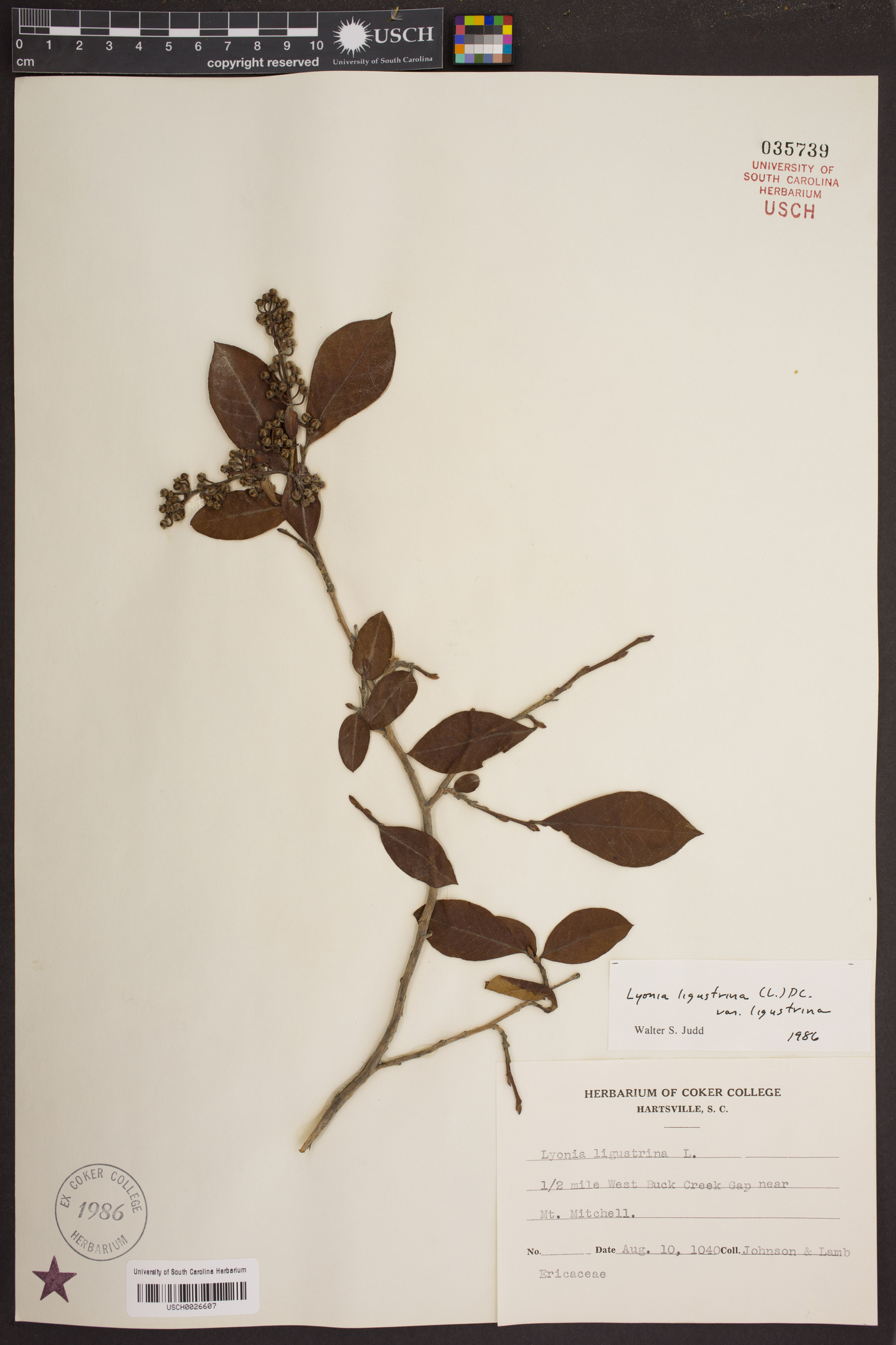 Lyonia ligustrina var. ligustrina image