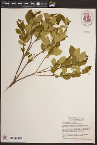 Lyonia ligustrina var. foliosiflora image