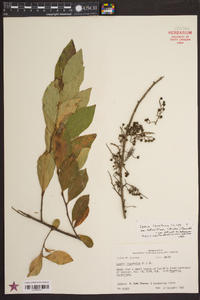 Lyonia ligustrina var. foliosiflora image