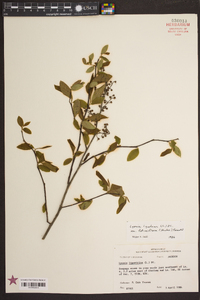 Lyonia ligustrina var. foliosiflora image