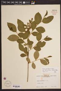 Lyonia ligustrina var. foliosiflora image