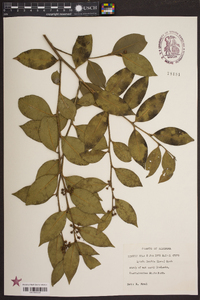 Lyonia lucida image