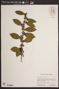 Lyonia lucida image