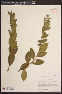 Lyonia lucida image