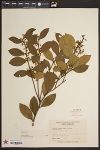 Lyonia lucida image