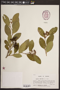 Lyonia mariana image