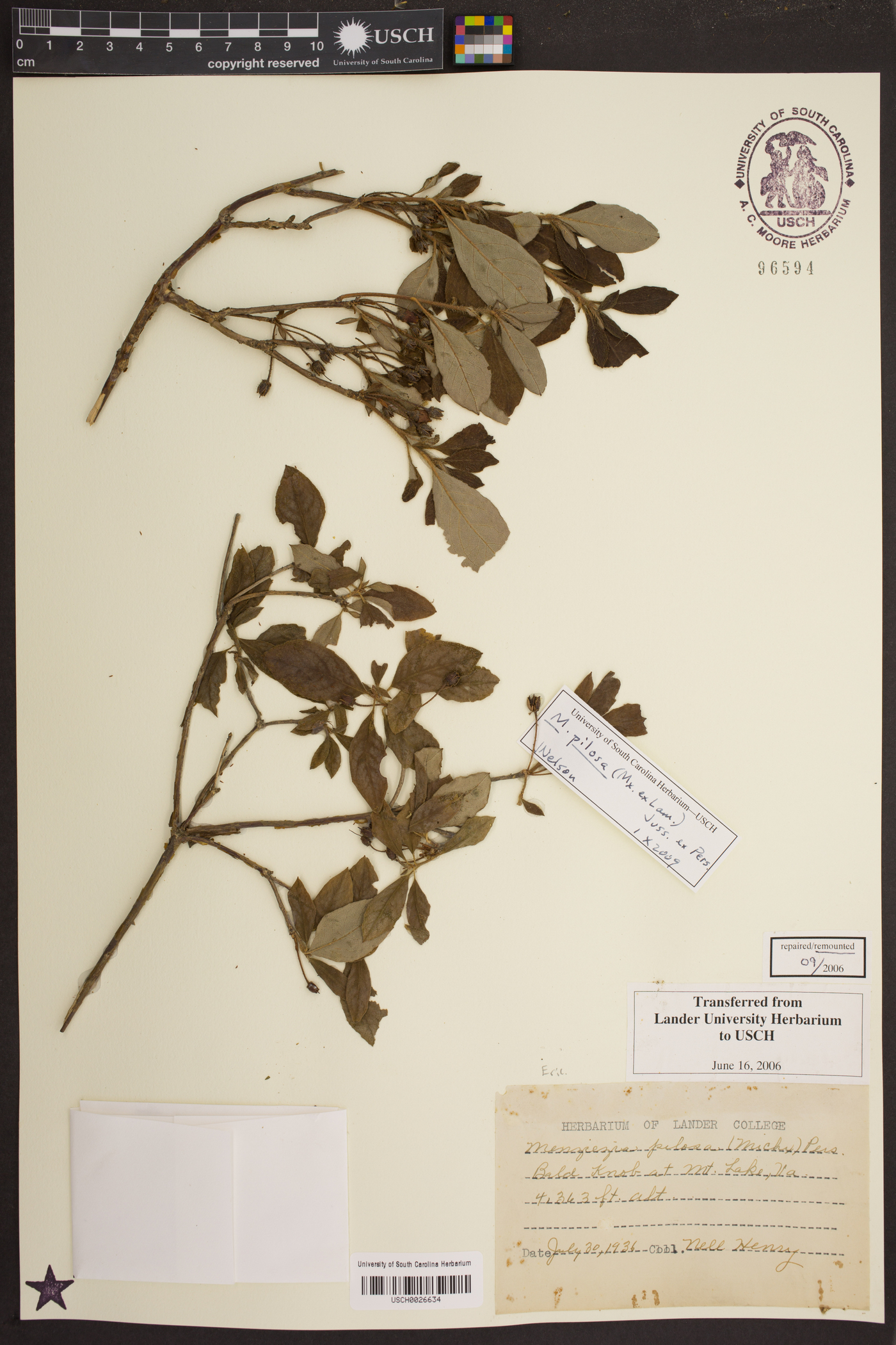 Rhododendron pilosum image