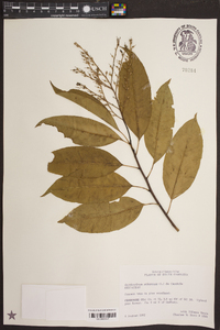 Oxydendrum arboreum image