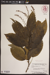 Oxydendrum arboreum image