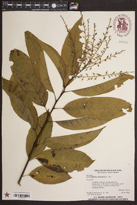 Oxydendrum arboreum image