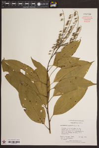 Oxydendrum arboreum image