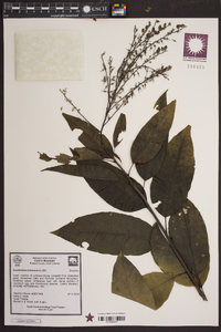 Oxydendrum arboreum image