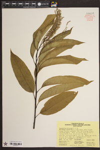 Oxydendrum arboreum image