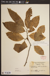 Oxydendrum arboreum image