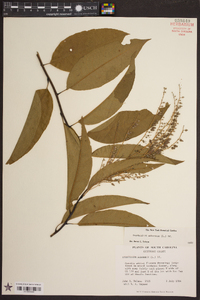 Oxydendrum arboreum image