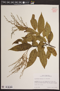 Oxydendrum arboreum image