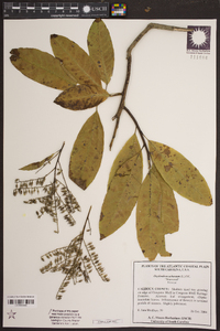 Oxydendrum arboreum image