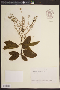 Oxydendrum arboreum image