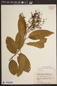 Oxydendrum arboreum image