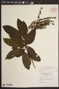 Oxydendrum arboreum image