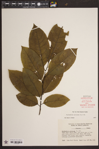 Oxydendrum arboreum image